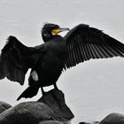 Kormoran in Hamburg an der Aussenalster