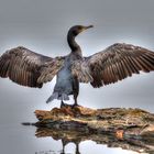 Kormoran in HDR