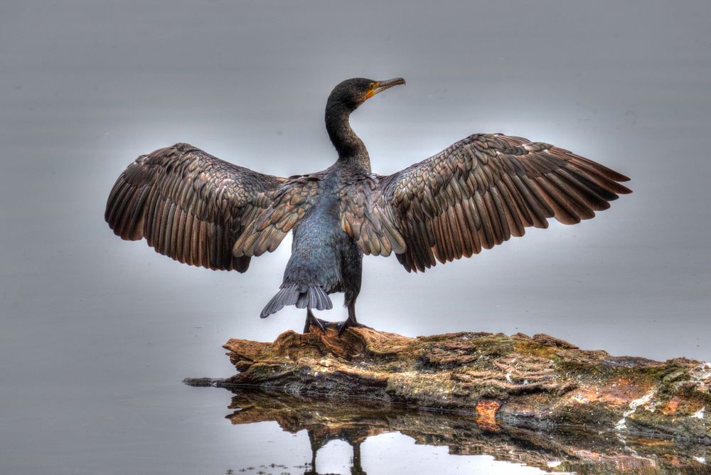 Kormoran in HDR