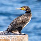 Kormoran in Kiel Holtenau