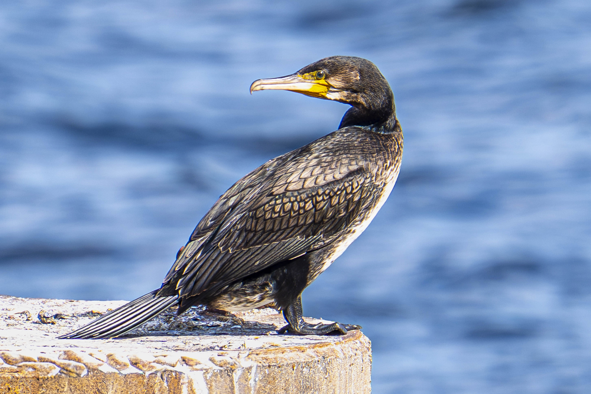 Kormoran in Kiel Holtenau