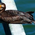 Kormoran in Köln