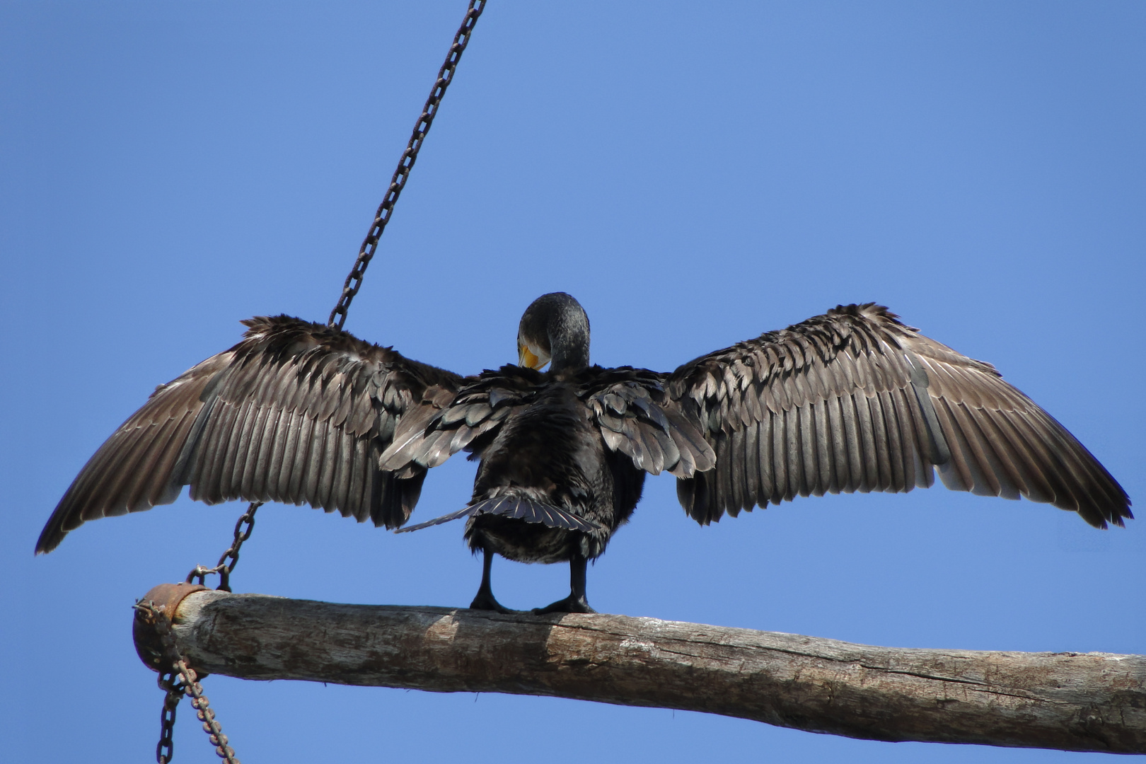 Kormoran in Nesebar