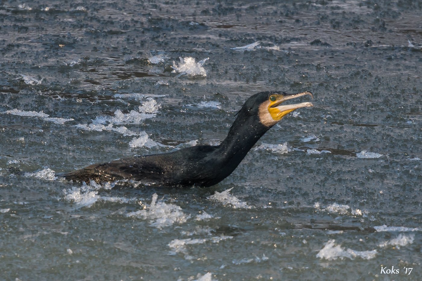 Kormoran in Panik