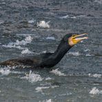 Kormoran in Panik