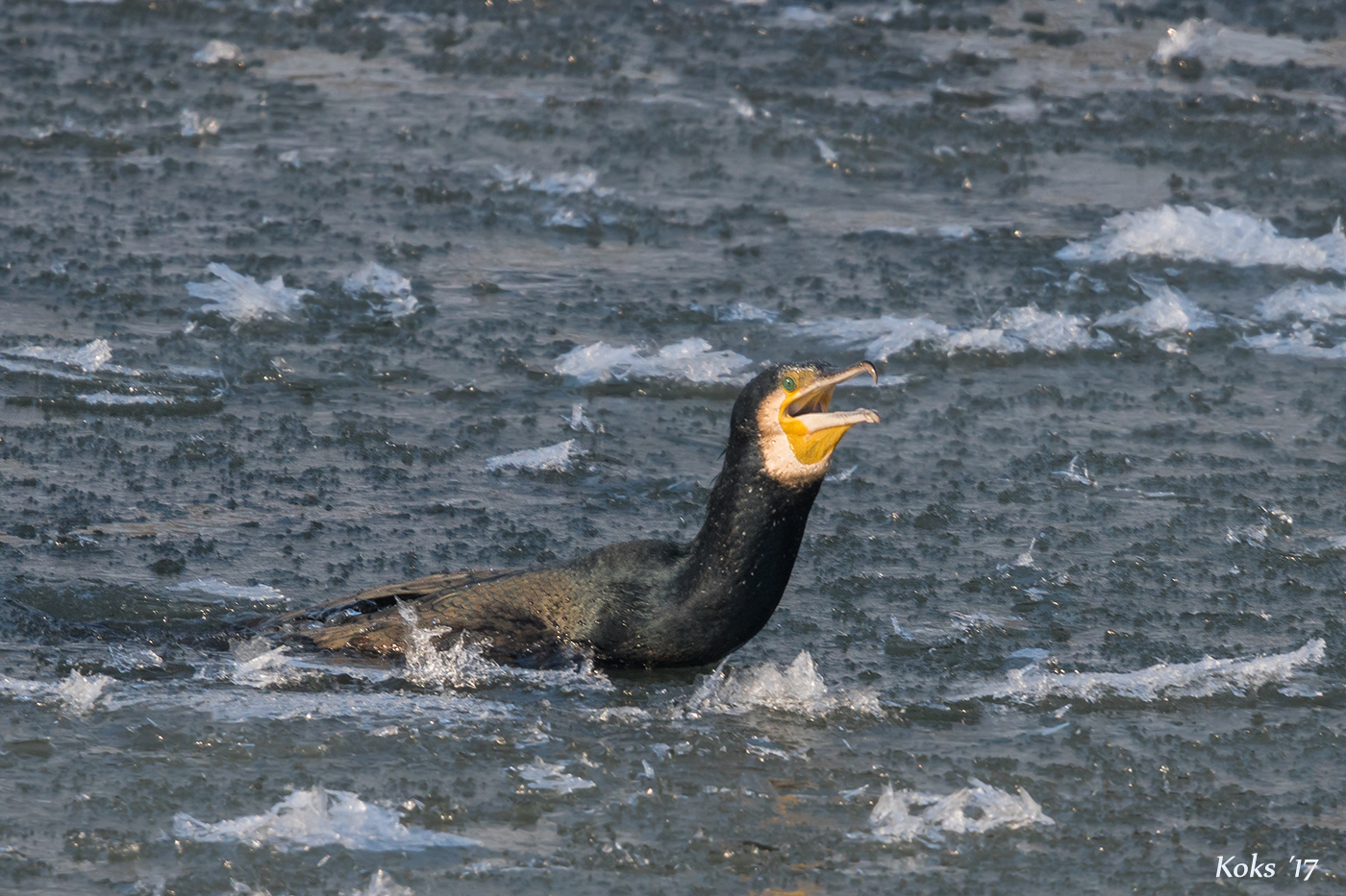 Kormoran in Panik ll