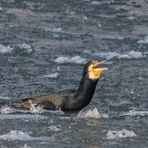 Kormoran in Panik ll