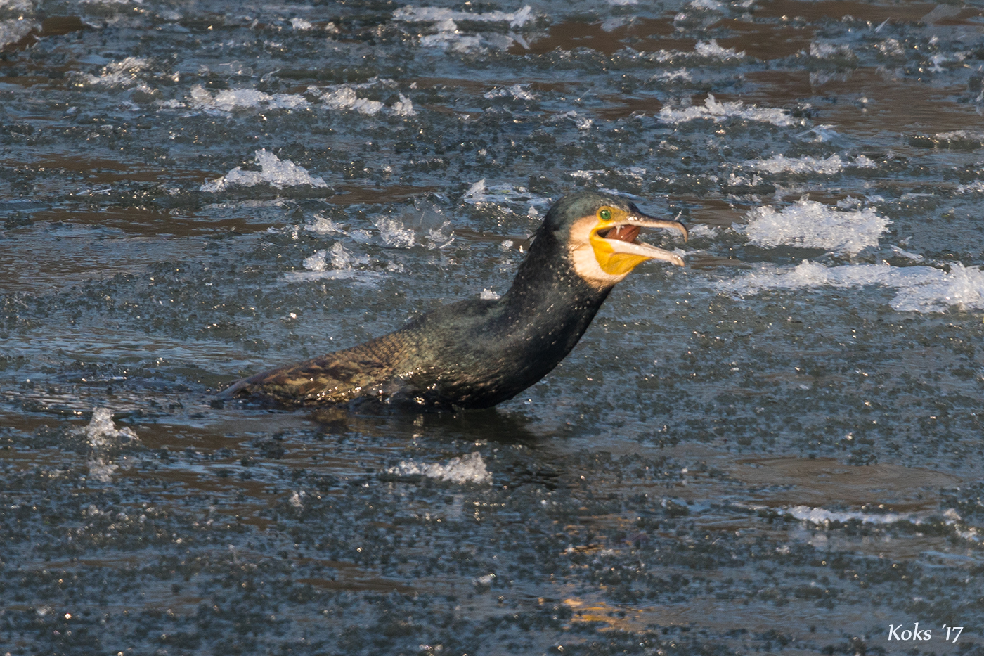 Kormoran in Panik lll