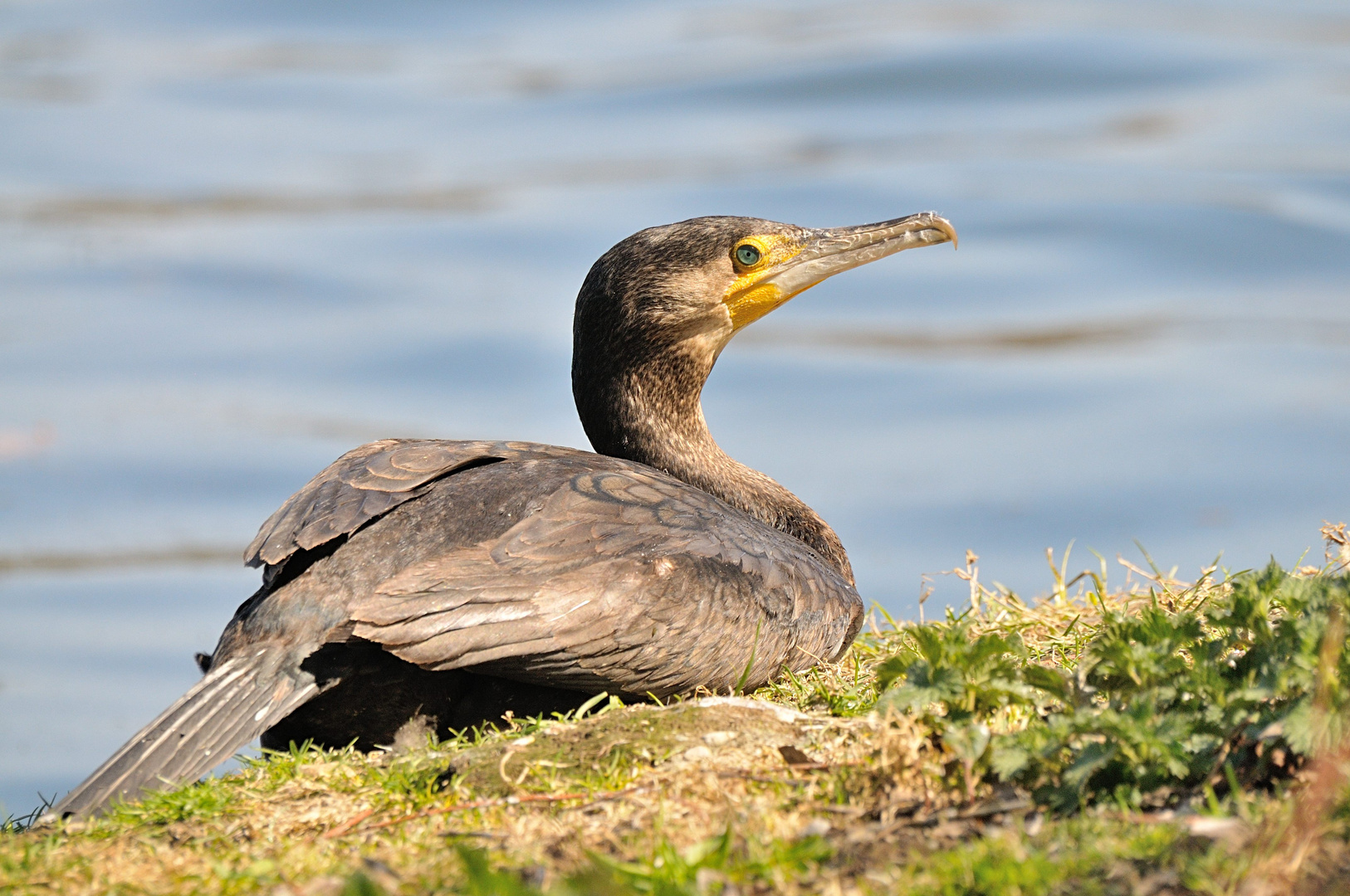 Kormoran in Ruhestellung