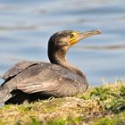 Kormoran in Ruhestellung