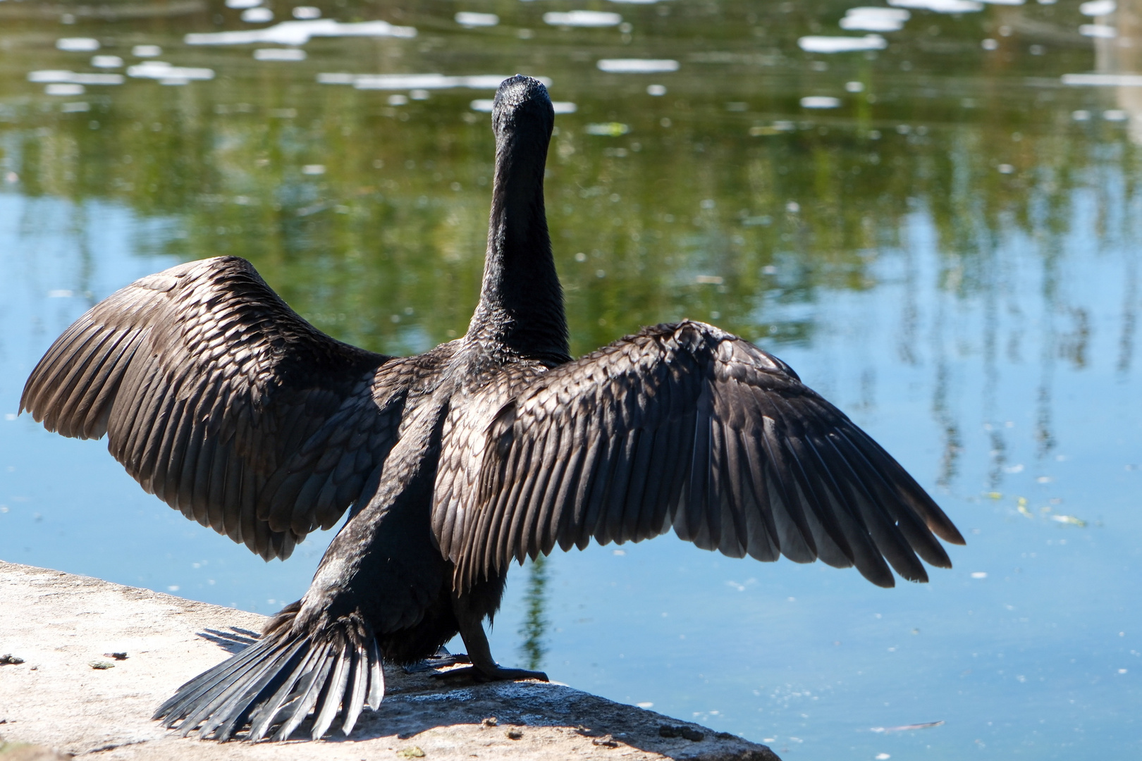 Kormoran in Sydney