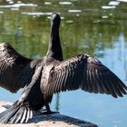 Kormoran in Sydney