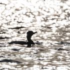 Kormoran in tief stehender Sonne