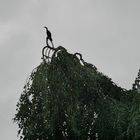 Kormoran in Trauerbuche im Val Dieu B