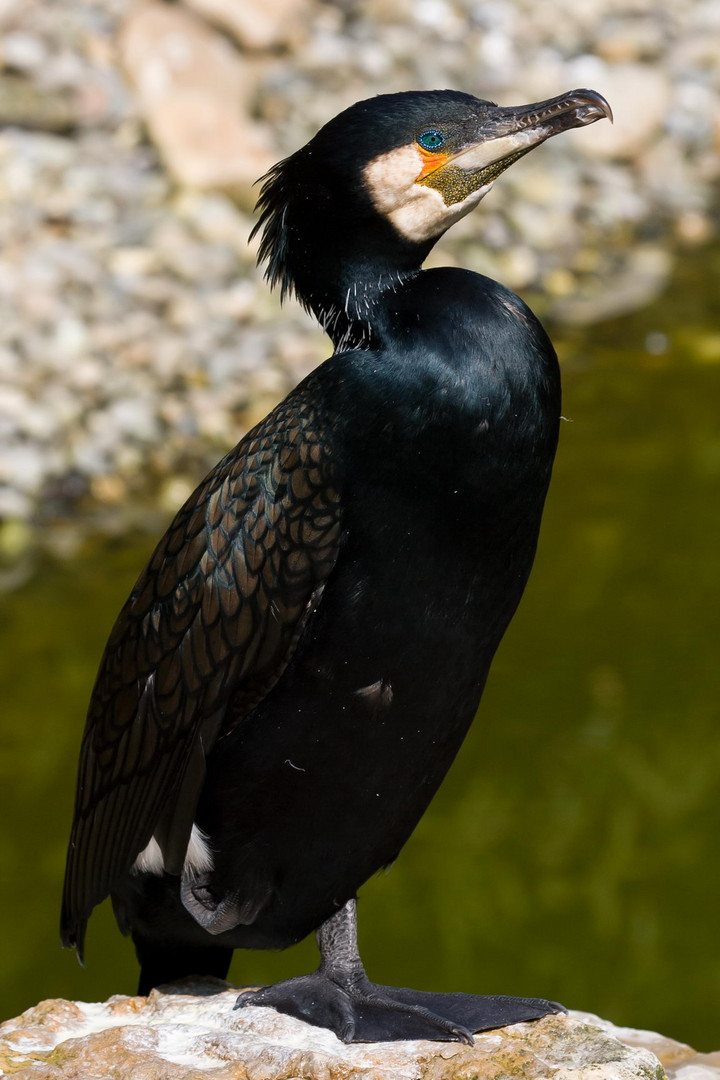 Kormoran in voller Pracht und auf einem Fuß wird Überwacht