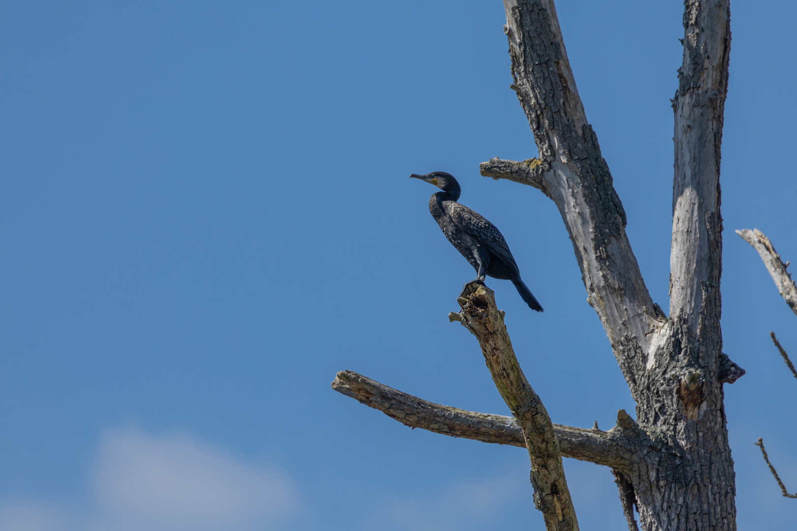 Kormoran in Warteposition