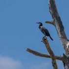 Kormoran in Warteposition