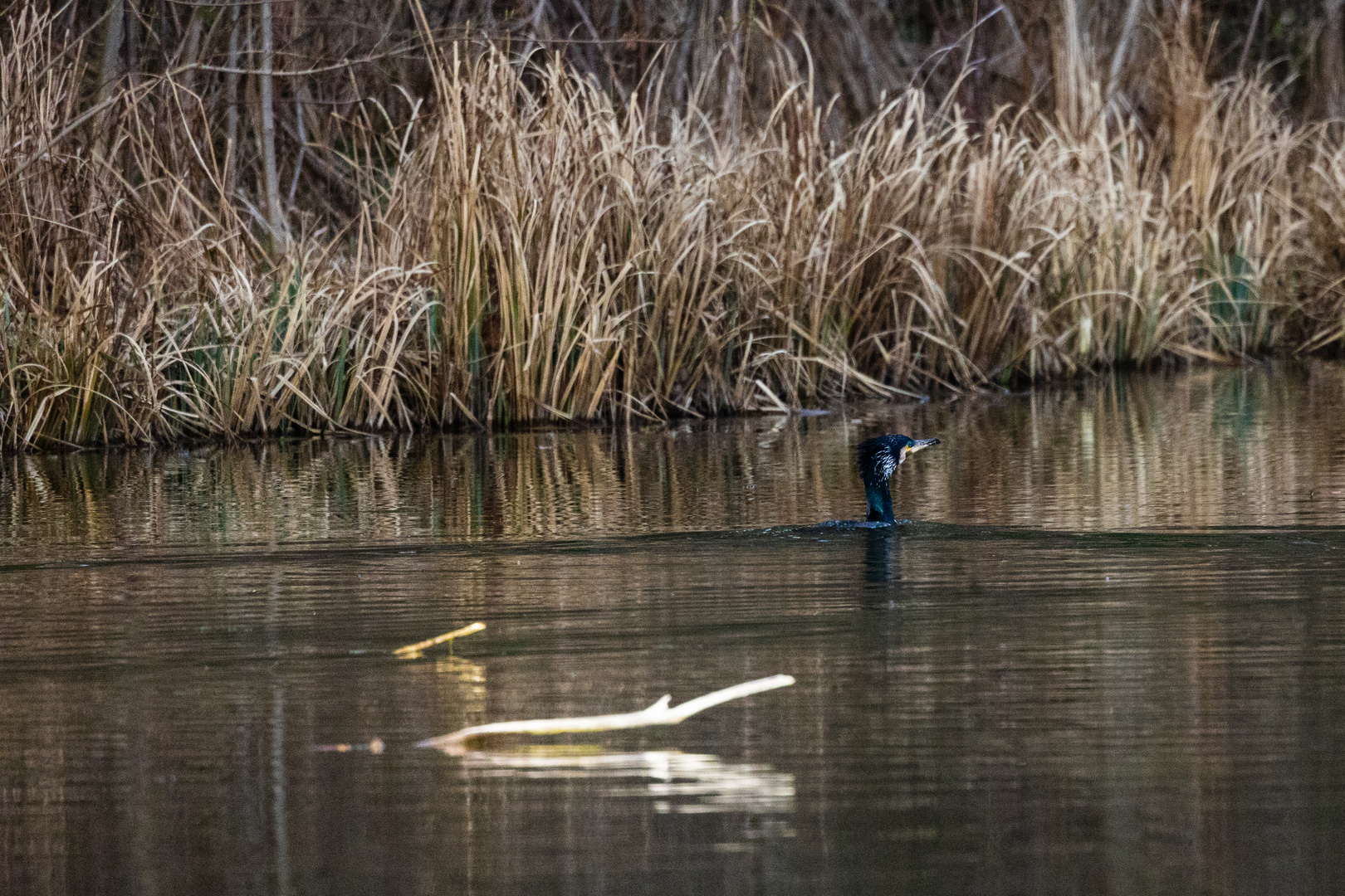 Kormoran in weiter Ferne