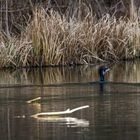 Kormoran in weiter Ferne