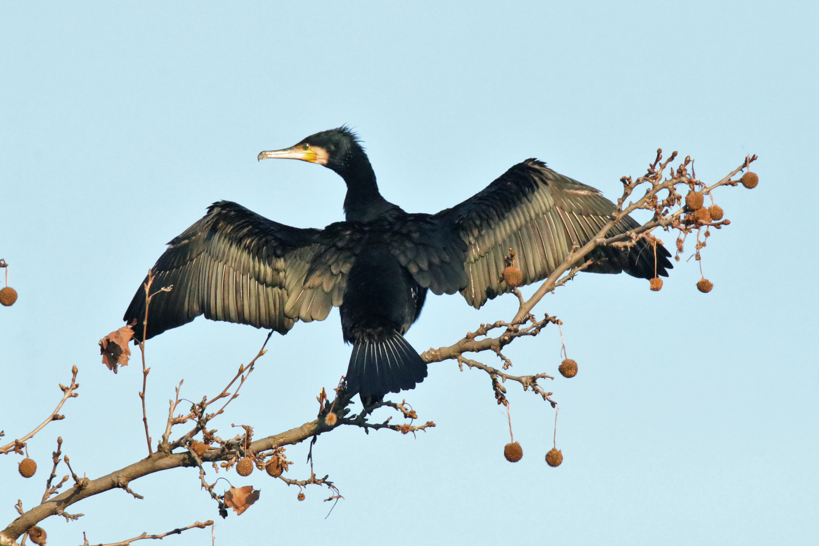 Kormoran Iseosee