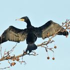 Kormoran Iseosee