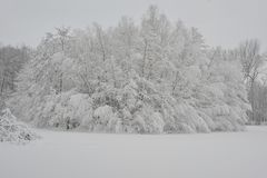 Kormoran-Island im Winter (Bottrop)