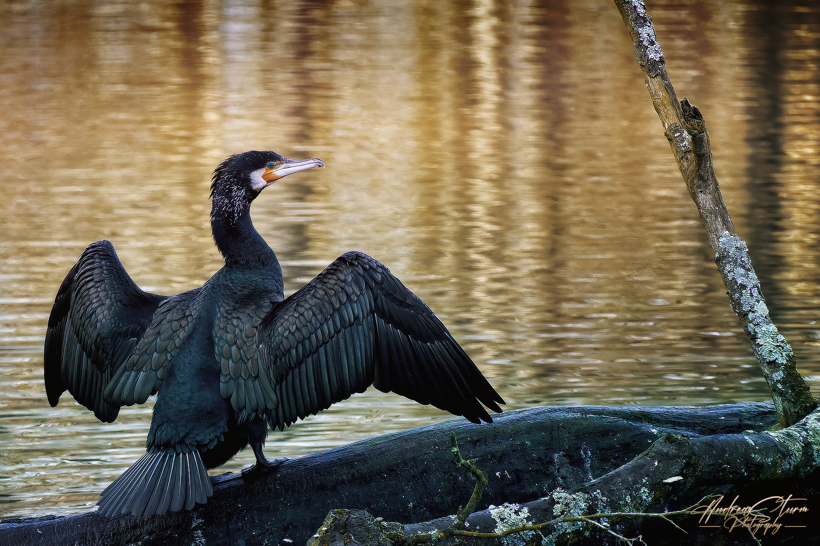 Kormoran IV