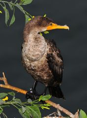 Kormoran Jugend