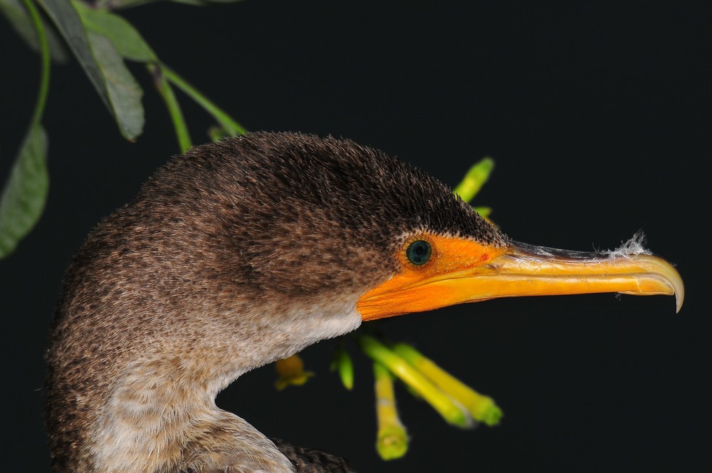 Kormoran Jugend Großansicht