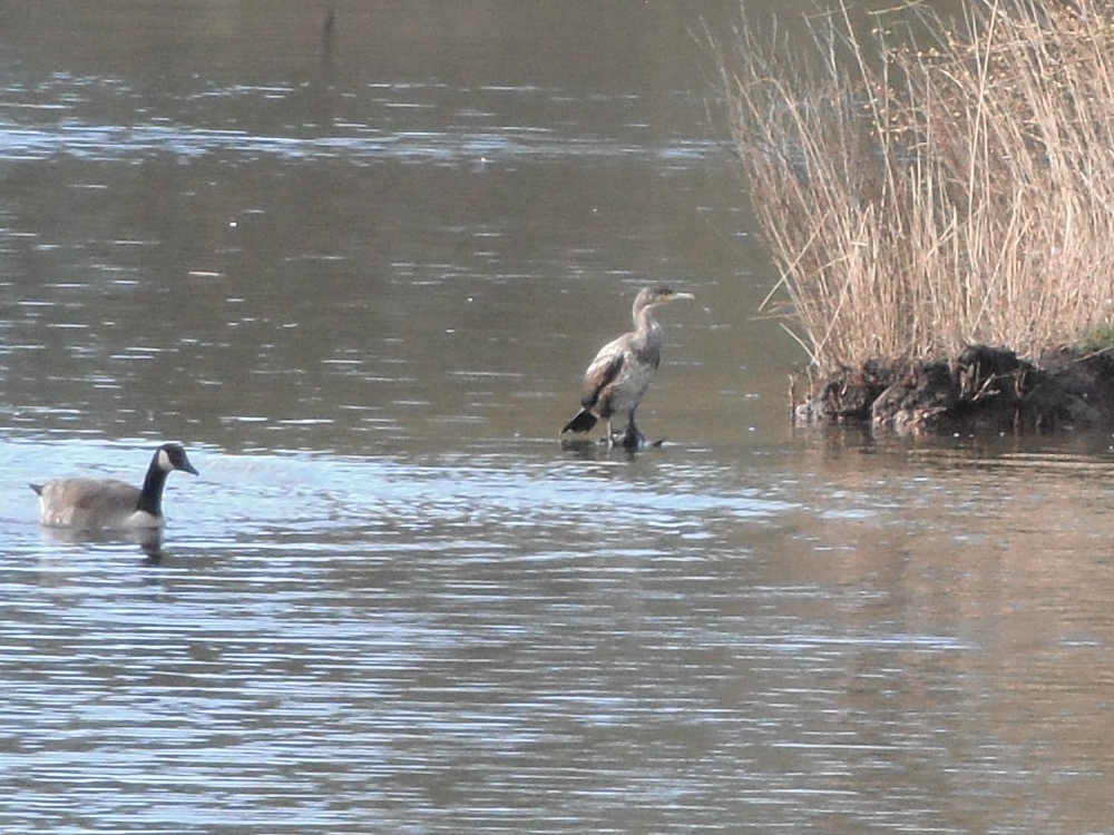 Kormoran (Jungvogel)