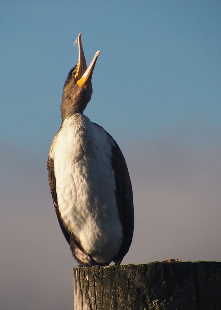 Kormoran kann singen? )))