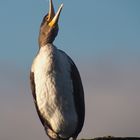 Kormoran kann singen? )))