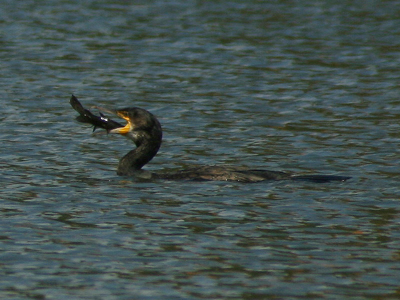 kormoran, kleiner vogel mit plattfüßen...