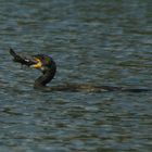 kormoran, kleiner vogel mit plattfüßen...