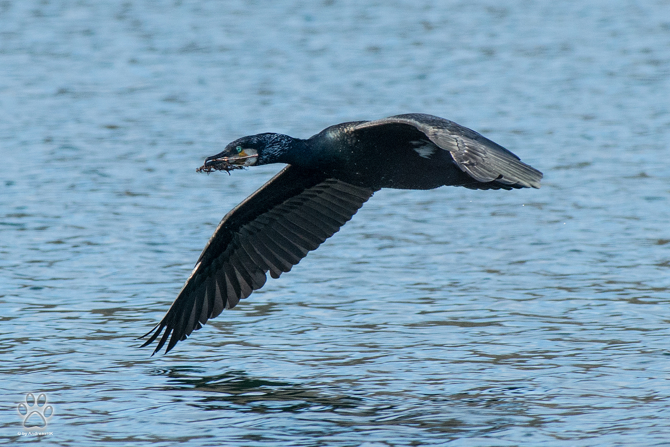 Kormoran knapp über dem Wasser