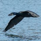 Kormoran knapp über dem Wasser