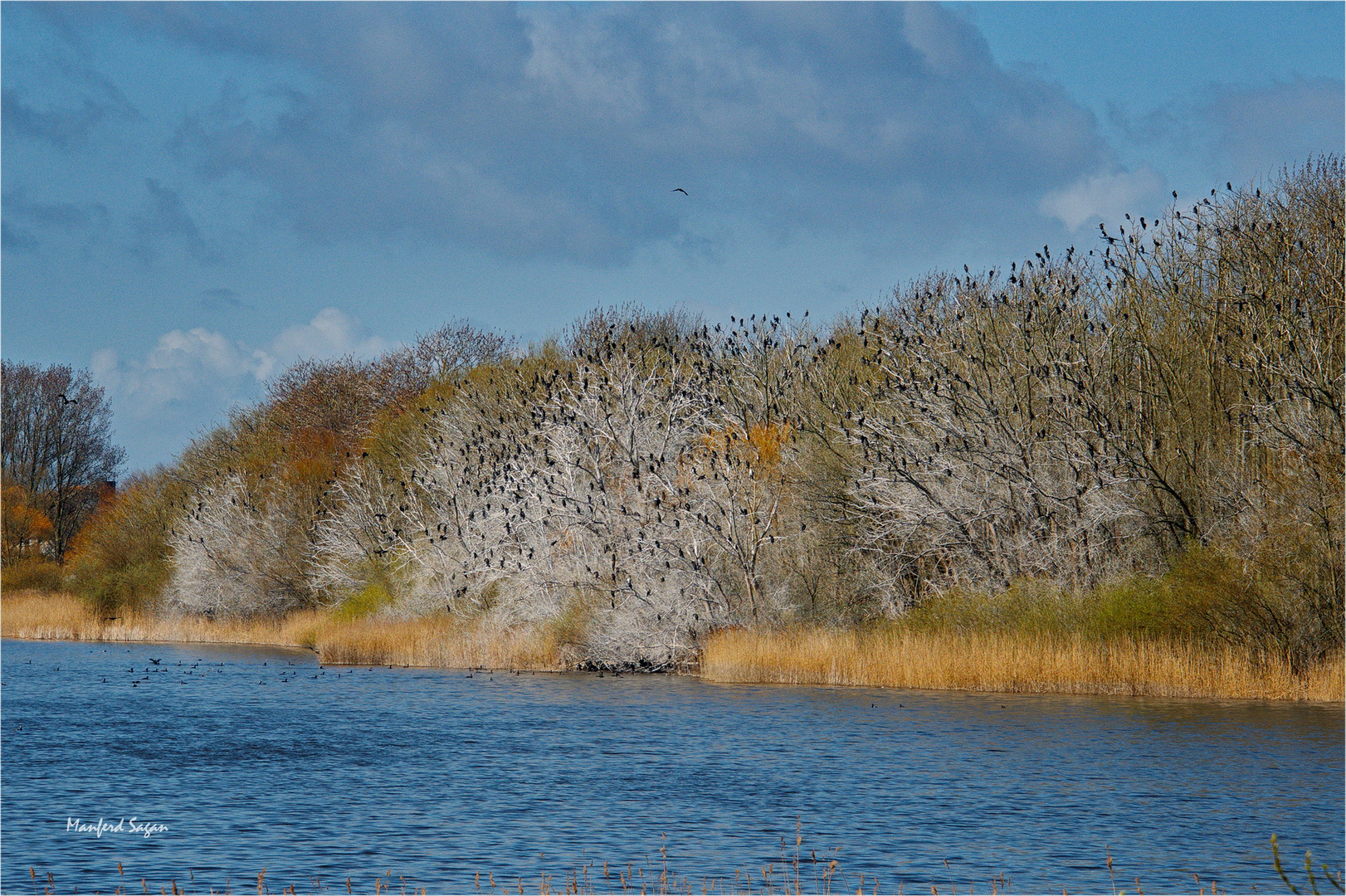 Kormoran Kolonie am Prohner See - des Fischers beste Freunde!