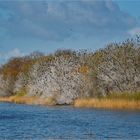 Kormoran Kolonie am Prohner See - des Fischers beste Freunde!