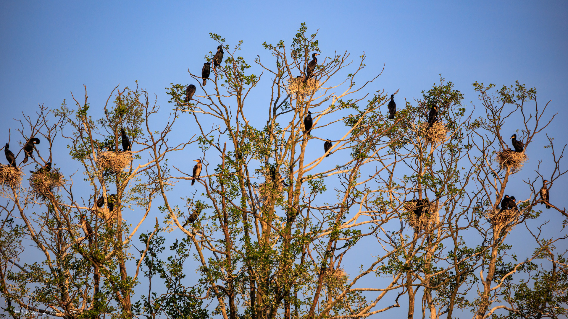 Kormoran-Kolonie auf den Bäumen der Schlangeninsel