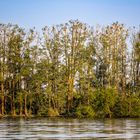 Kormoran-Kolonie auf Langenwerder im Haussee