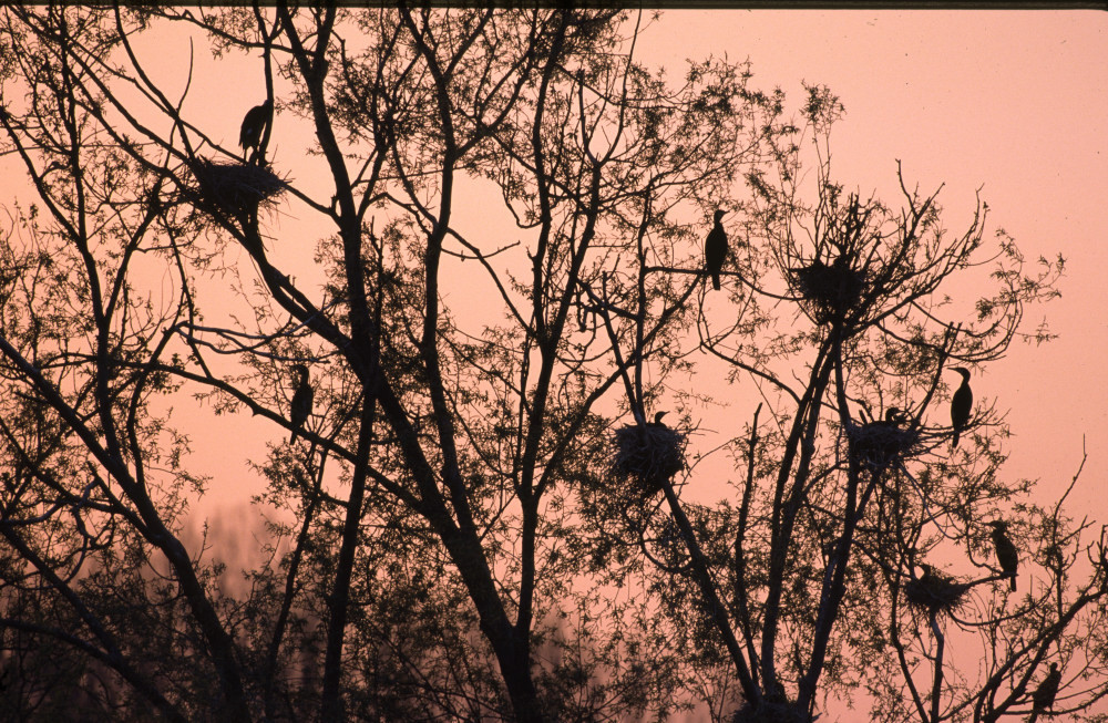 Kormoran-Kolonie