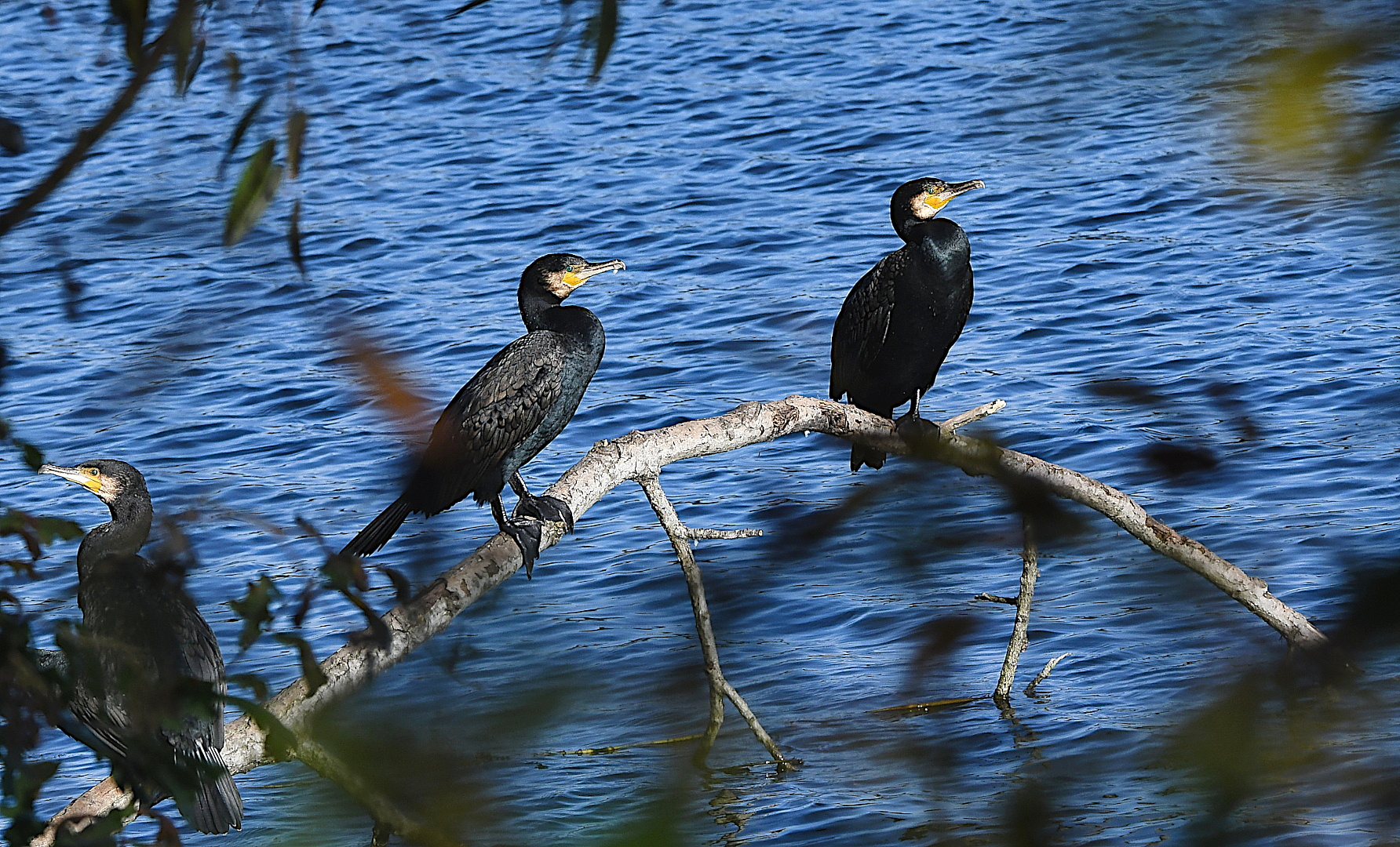 "KORMORAN-KONFERENZ: