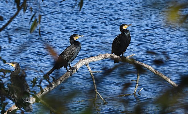 "KORMORAN-KONFERENZ: