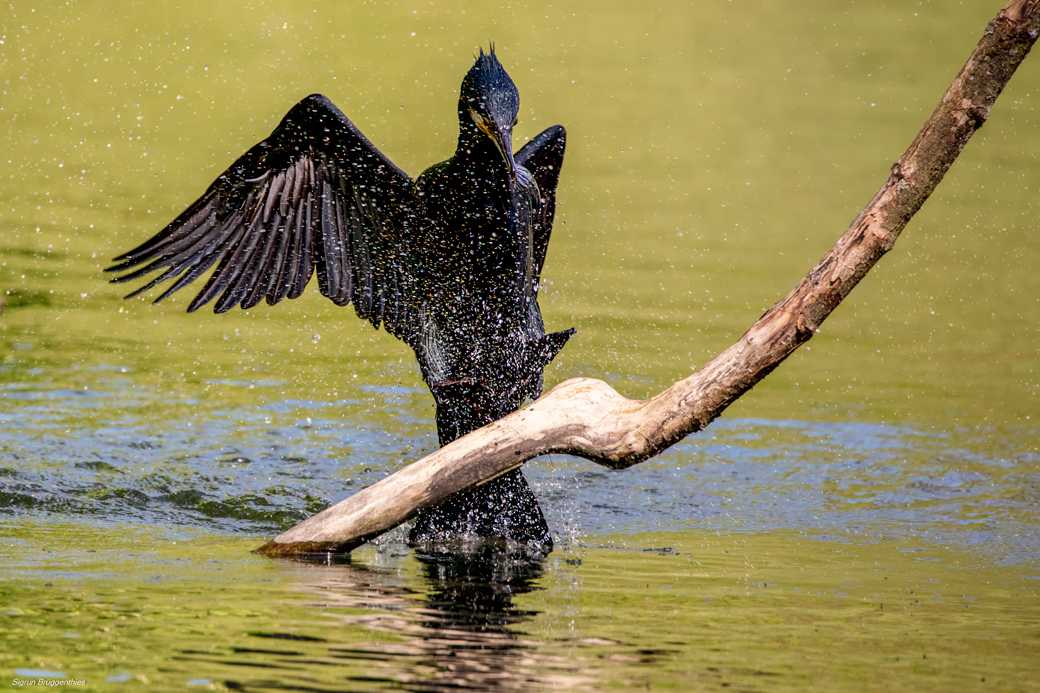 Kormoran - Konzentration bei der Landung