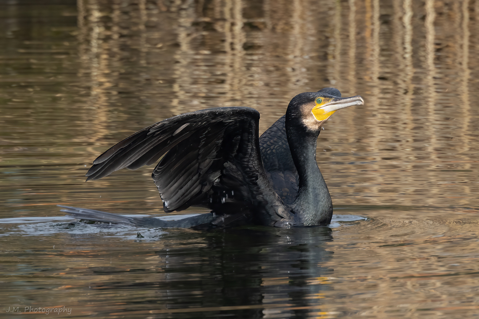 Kormoran kurz vor dem Start...