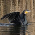 Kormoran kurz vor dem Start...