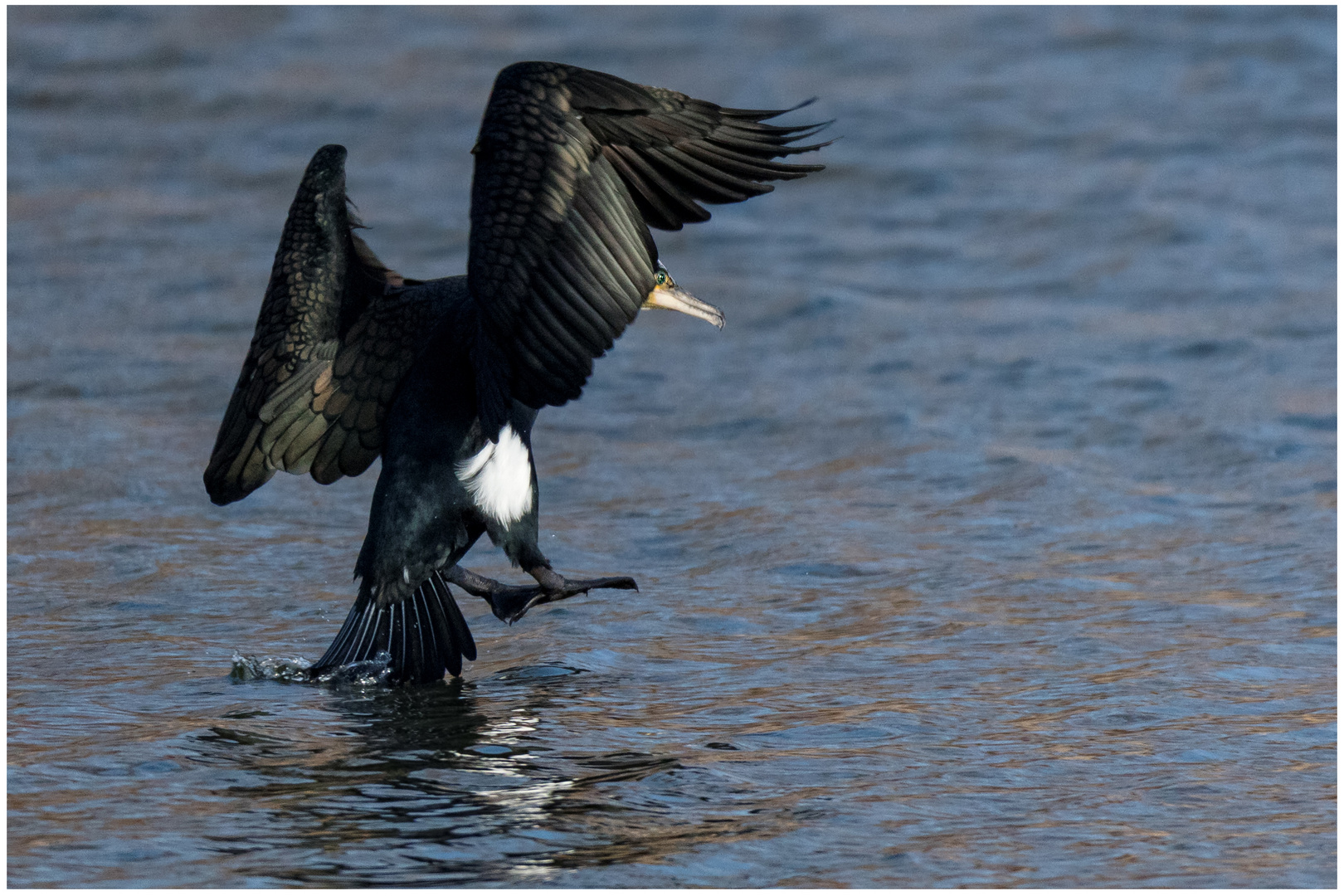 Kormoran kurz vor der Wasserlandung