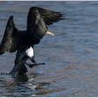 Kormoran kurz vor der Wasserlandung