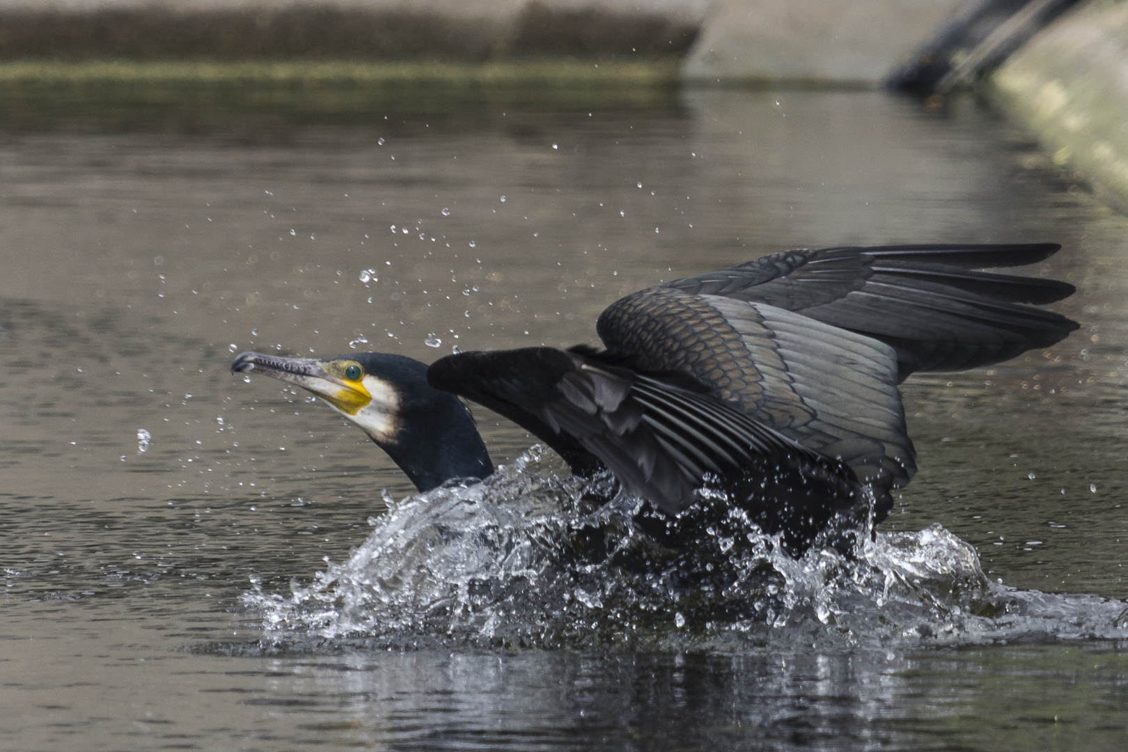 Kormoran landet