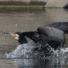 Kormoran landet